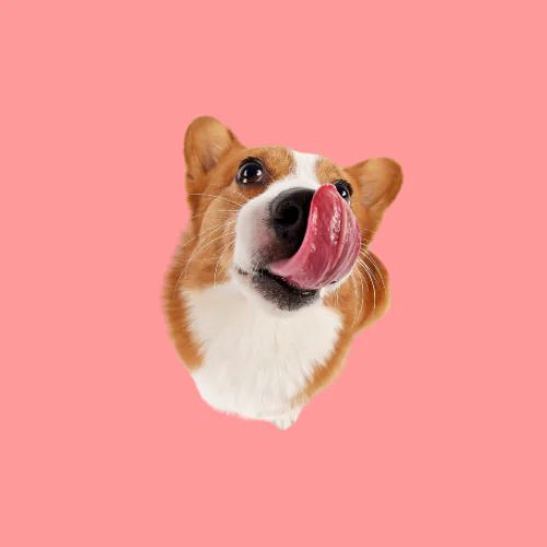 Dog Friend